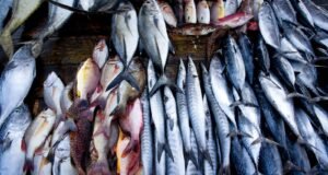 പകുതി വിലയില് മീനും ഇറച്ചിയും സുലഭം