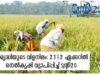 സമൃദ്ധിയുടെ വിളനിലം: 2312 ഏക്കറില് നെല്കൃഷി വ്യാപിപ്പിച്ച് ട്വന്റി20