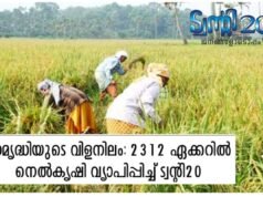 സമൃദ്ധിയുടെ വിളനിലം: 2312 ഏക്കറില് നെല്കൃഷി വ്യാപിപ്പിച്ച് ട്വന്റി20