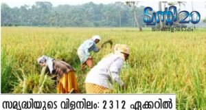 സമൃദ്ധിയുടെ വിളനിലം: 2312 ഏക്കറില് നെല്കൃഷി വ്യാപിപ്പിച്ച് ട്വന്റി20