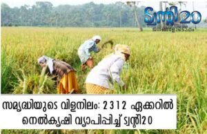 സമൃദ്ധിയുടെ വിളനിലം: 2312 ഏക്കറില് നെല്കൃഷി വ്യാപിപ്പിച്ച് ട്വന്റി20