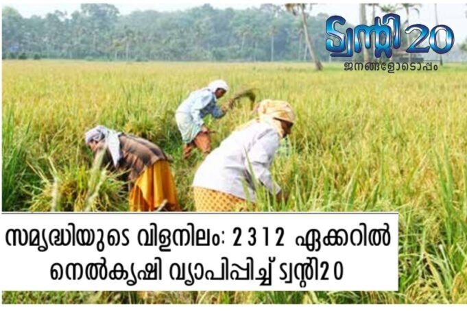 സമൃദ്ധിയുടെ വിളനിലം: 2312 ഏക്കറില് നെല്കൃഷി വ്യാപിപ്പിച്ച് ട്വന്റി20