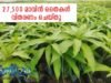 27,500 മാവിന് തൈകള് വിതരണം ചെയ്തു