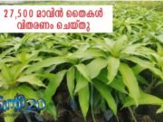 27,500 മാവിന് തൈകള് വിതരണം ചെയ്തു