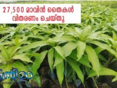 27,500 മാവിന് തൈകള് വിതരണം ചെയ്തു