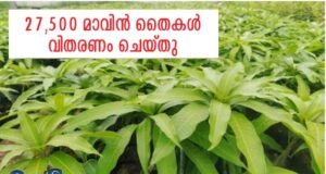 27,500 മാവിന് തൈകള് വിതരണം ചെയ്തു