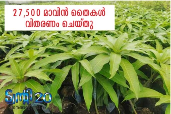 27,500 മാവിന് തൈകള് വിതരണം ചെയ്തു