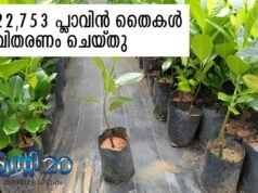 22,753 പ്ലാവിന് തൈകള് വിതരണം ചെയ്തു