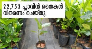 22,753 പ്ലാവിന് തൈകള് വിതരണം ചെയ്തു