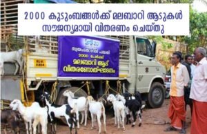 2000 കുടുംബങ്ങൾക്ക് മലബാറി ആടുകൾ സൗജന്യമായി വിതരണം ചെയ്തു