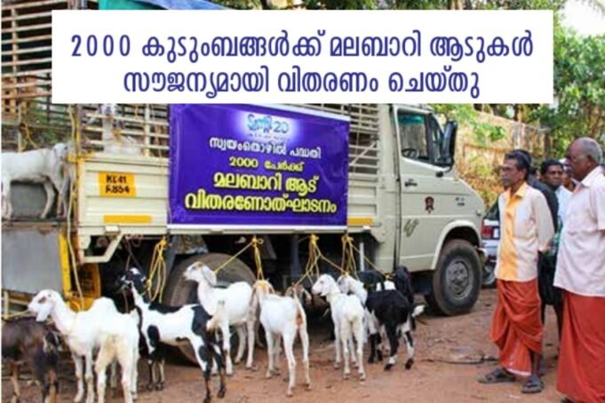 2000 കുടുംബങ്ങൾക്ക് മലബാറി ആടുകൾ സൗജന്യമായി വിതരണം ചെയ്തു