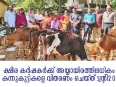 ക്ഷീര കര്ഷകര്ക്ക് അയ്യായിരത്തിലധികം കന്നുകുട്ടികളെ വിതരണം ചെയ്ത് ട്വന്റി20
