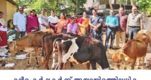 ക്ഷീര കര്ഷകര്ക്ക് അയ്യായിരത്തിലധികം കന്നുകുട്ടികളെ വിതരണം ചെയ്ത് ട്വന്റി20