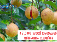 47,300 ജാതിതൈകള് വിതരണം ചെയ്തു