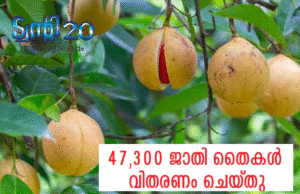 47,300 ജാതിതൈകള് വിതരണം ചെയ്തു