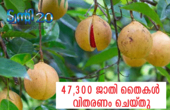 47,300 ജാതിതൈകള് വിതരണം ചെയ്തു