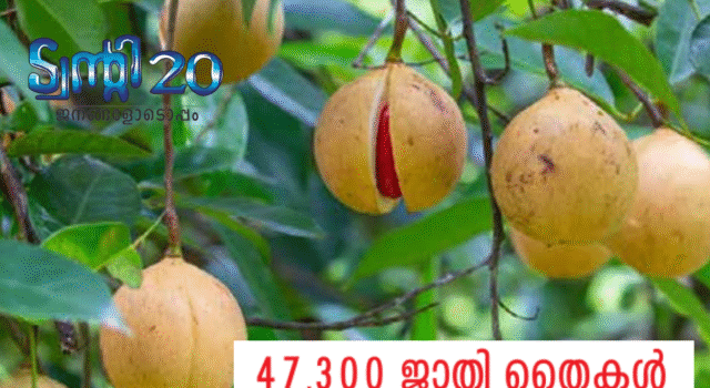 47,300 ജാതിതൈകള് വിതരണം ചെയ്തു