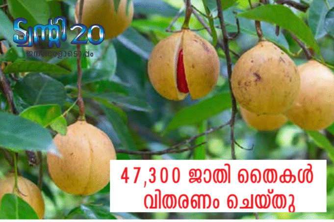 47,300 ജാതിതൈകള് വിതരണം ചെയ്തു