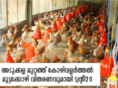 അടുക്കള മുറ്റത്ത് കോഴിവളർത്തൽ: മുട്ടക്കോഴി വിതരണവുമായി ട്വന്റി20