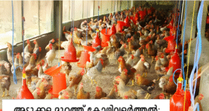 അടുക്കള മുറ്റത്ത് കോഴിവളർത്തൽ: മുട്ടക്കോഴി വിതരണവുമായി ട്വന്റി20