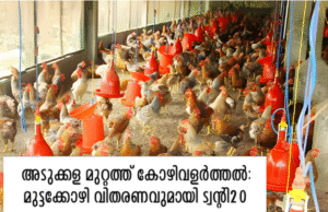 അടുക്കള മുറ്റത്ത് കോഴിവളർത്തൽ: മുട്ടക്കോഴി വിതരണവുമായി ട്വന്റി20