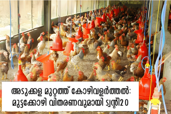 അടുക്കള മുറ്റത്ത് കോഴിവളർത്തൽ: മുട്ടക്കോഴി വിതരണവുമായി ട്വന്റി20