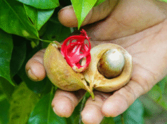 കിഴക്കമ്പലം ഗ്രാമപഞ്ചായത്തിന്റെ ജനകീയ ആസൂത്രണം പദ്ധതിയിൽ ഉൾപ്പെടുത്തി ജാതി കൃഷിക്ക് ആവശ്യമായ വളത്തിന്റെ വിതരണം നടന്നു.