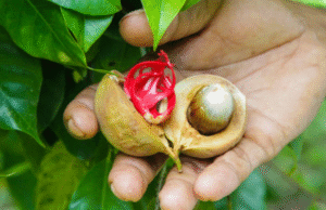 കിഴക്കമ്പലം ഗ്രാമപഞ്ചായത്തിന്റെ ജനകീയ ആസൂത്രണം പദ്ധതിയിൽ ഉൾപ്പെടുത്തി ജാതി കൃഷിക്ക് ആവശ്യമായ വളത്തിന്റെ വിതരണം നടന്നു.