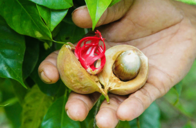 കിഴക്കമ്പലം ഗ്രാമപഞ്ചായത്തിന്റെ ജനകീയ ആസൂത്രണം പദ്ധതിയിൽ ഉൾപ്പെടുത്തി ജാതി കൃഷിക്ക് ആവശ്യമായ വളത്തിന്റെ വിതരണം നടന്നു.